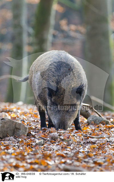 Wildschwein / wild hog / WS-04839