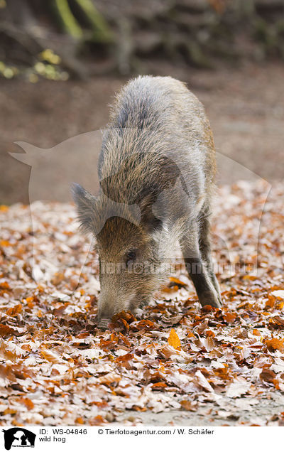 Wildschwein / wild hog / WS-04846