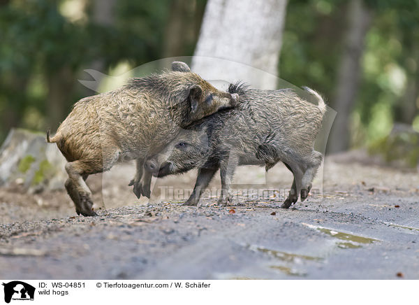 Wildschweine / wild hogs / WS-04851