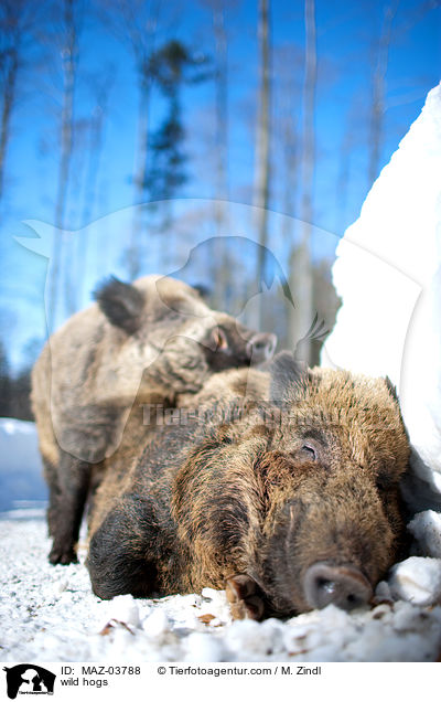 wild hogs / MAZ-03788