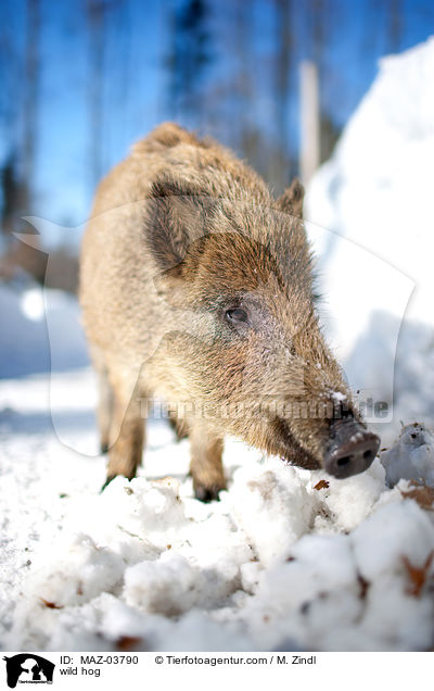 wild hog / MAZ-03790
