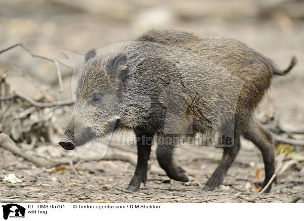 wild hog / DMS-05761