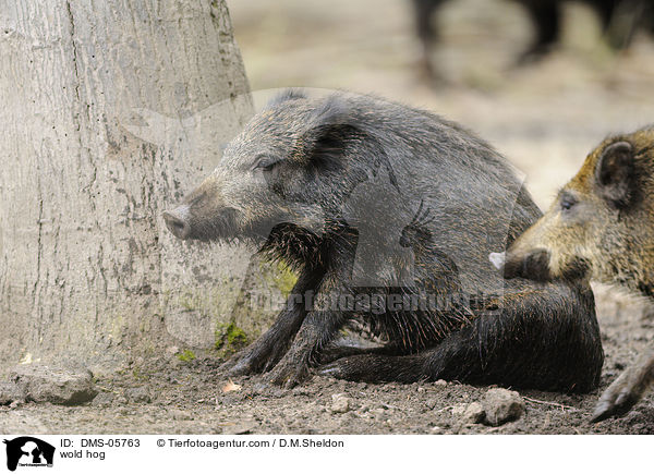 wold hog / DMS-05763