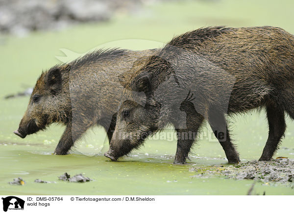 Wildschweine / wold hogs / DMS-05764