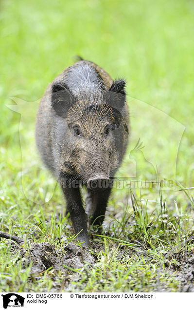 wold hog / DMS-05766