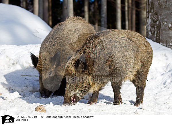 wild hogs / MBS-07219