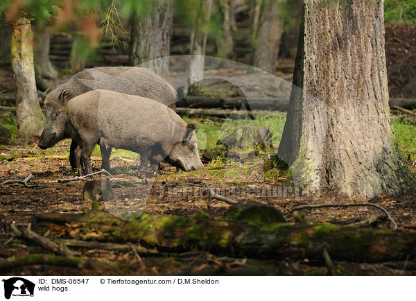 wild hogs / DMS-06547