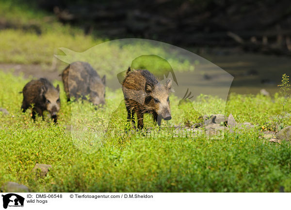 wild hogs / DMS-06548
