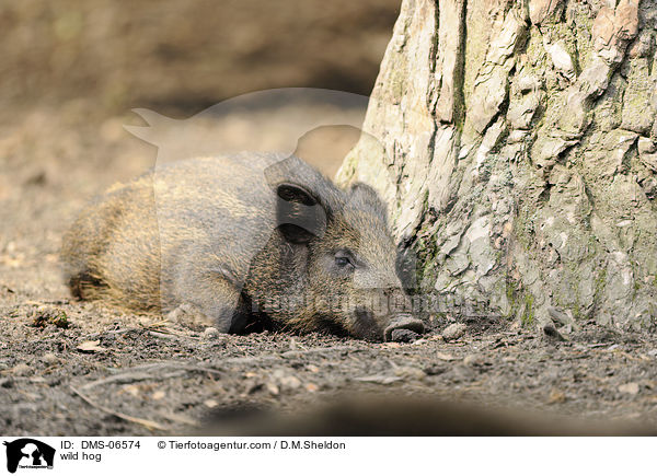 Wildschwein / wild hog / DMS-06574