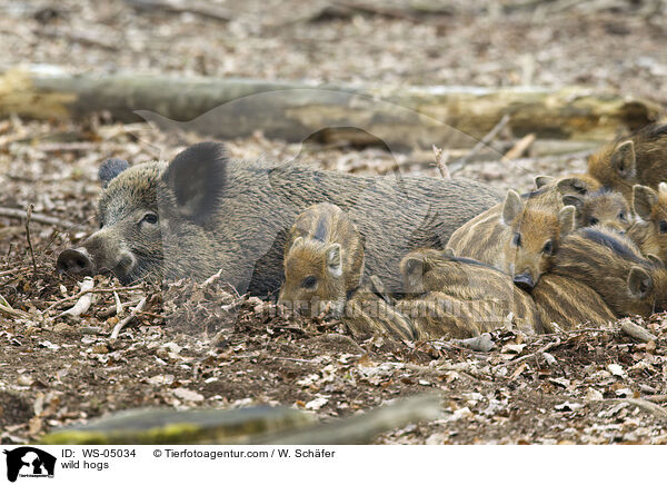 Wildschweine / wild hogs / WS-05034