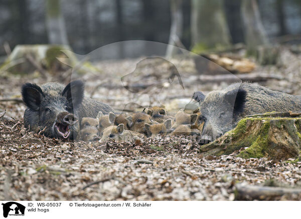 Wildschweine / wild hogs / WS-05037