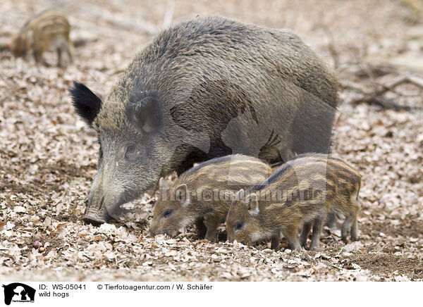Wildschweine / wild hogs / WS-05041