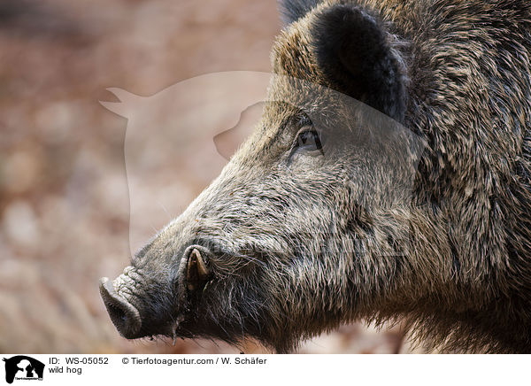 wild hog / WS-05052