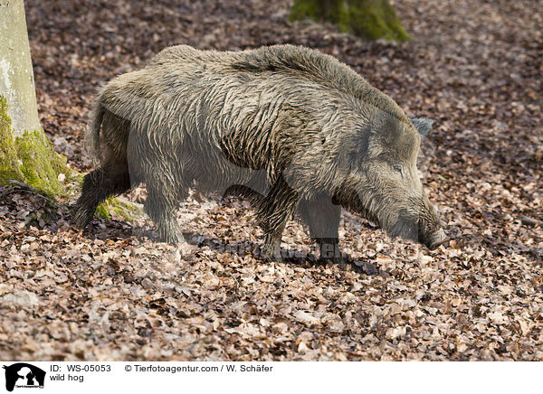 wild hog / WS-05053