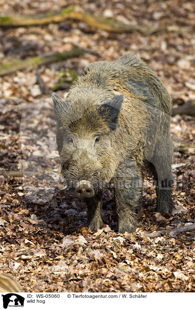 wild hog / WS-05060