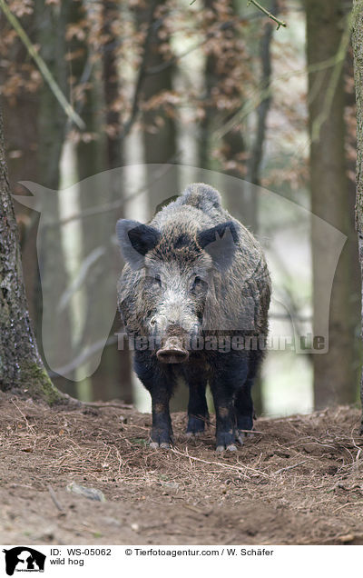 wild hog / WS-05062