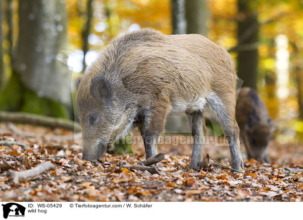 wild hog / WS-05429