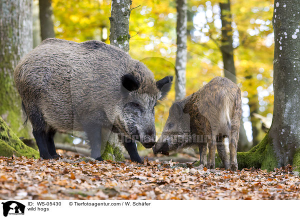 wild hogs / WS-05430