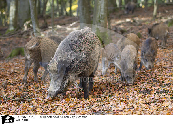 Wildschweine / wild hogs / WS-05440