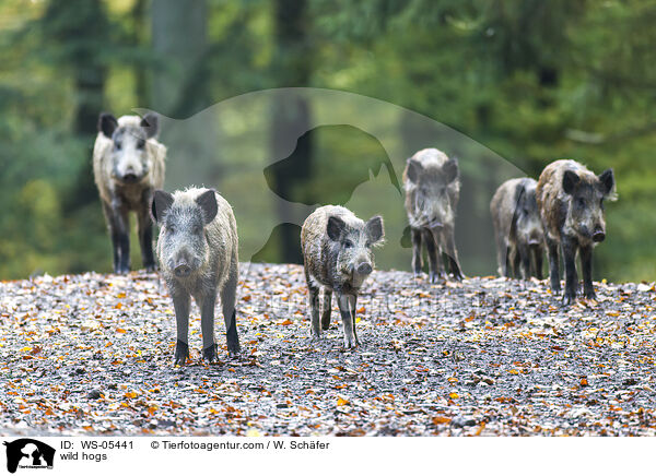 Wildschweine / wild hogs / WS-05441
