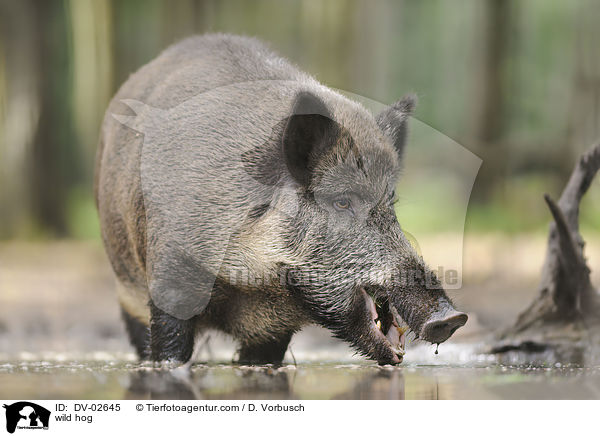 wild hog / DV-02645