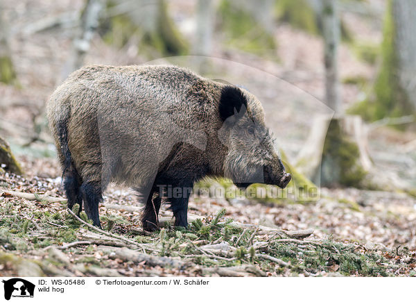Wildschwein / wild hog / WS-05486