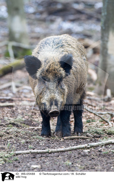 Wildschwein / wild hog / WS-05488