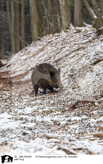 Wildschwein / wild hog / WS-05494