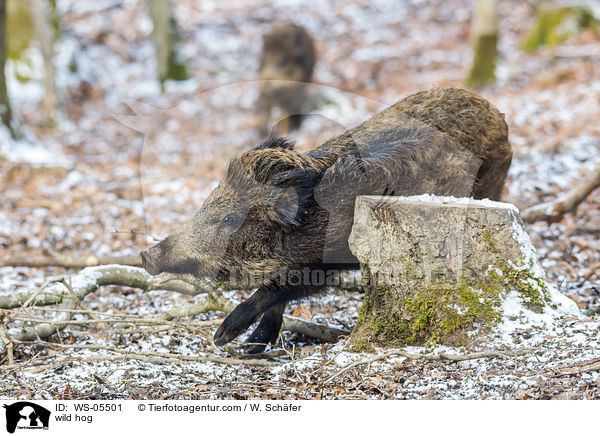 Wildschwein / wild hog / WS-05501
