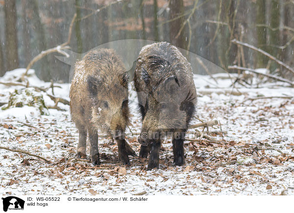 wild hogs / WS-05522