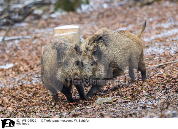 wild hogs / WS-05526