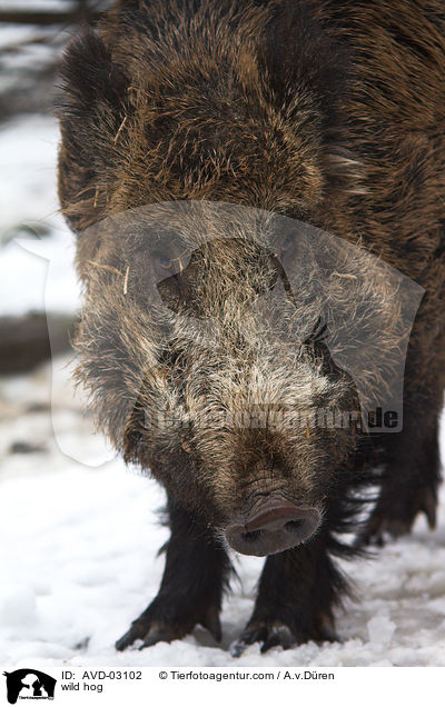 wild hog / AVD-03102