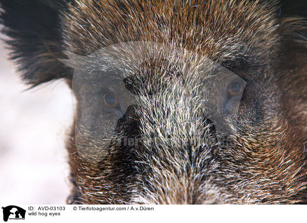 wild hog eyes / AVD-03103