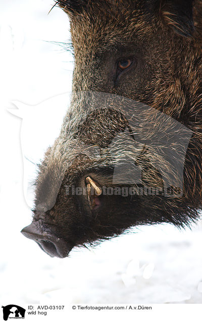 wild hog / AVD-03107