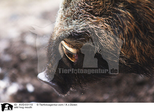 wild hog mouth / AVD-03110