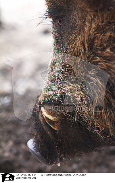 wild hog mouth / AVD-03111