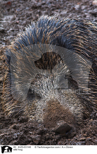 wild hog / AVD-03146