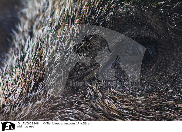 wild hog eye / AVD-03148