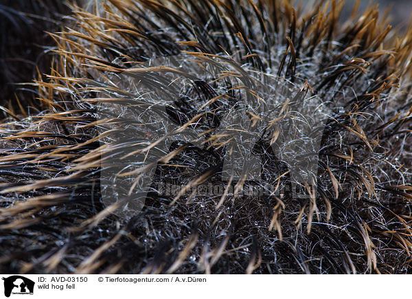 Wildschwein Borsten / wild hog fell / AVD-03150