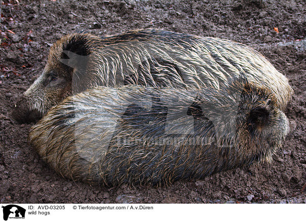 wild hogs / AVD-03205