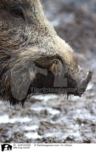 wild hog mouth / AVD-03206