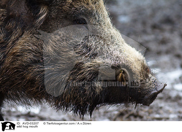 wild hog mouth / AVD-03207