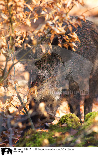 wild hog / AVD-03211