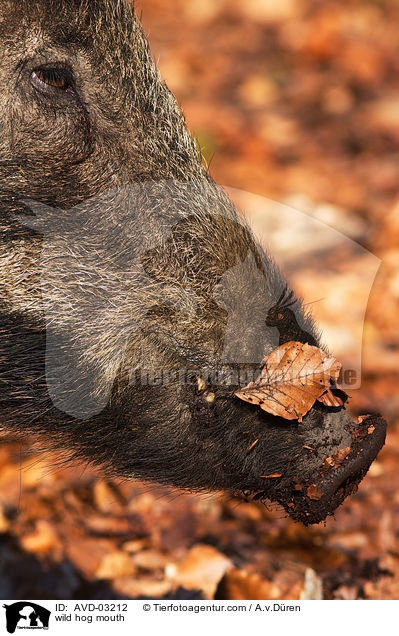wild hog mouth / AVD-03212