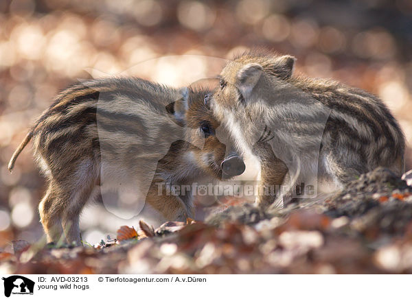 junge Wildschweine / young wild hogs / AVD-03213