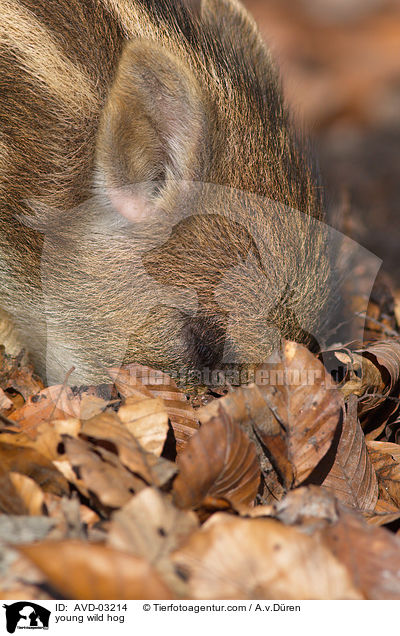 young wild hog / AVD-03214
