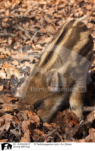 young wild hog / AVD-03217