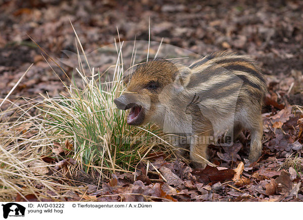 young wild hog / AVD-03222