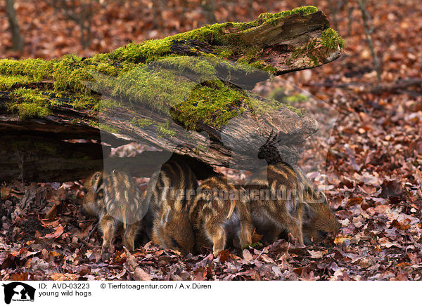 young wild hogs / AVD-03223