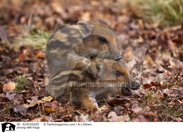 young wild hogs / AVD-03225